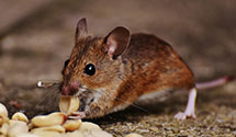 24 Hour & Emergency Exterminators in New Canada, ME